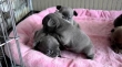 Akc Blue Eyes French Bulldog babies Available